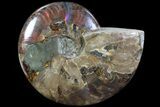 Flashy Red Iridescent Ammonite - Wide #81860-1